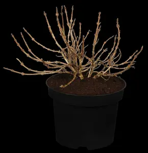 Weigela flor. 'Monet' - 90 CM STEM C5 - image 2