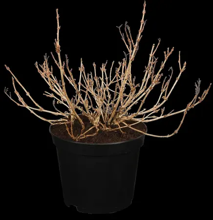 Weigela flor. 'Monet' - 90 CM STEM C5 - image 1