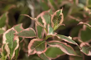 Weigela flor. 'Monet' - 50-60 CM C12 - image 3