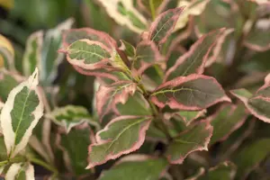 Weigela flor. 'Monet' - 60 CM STEM 7.5L - image 4
