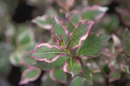 Weigela flor. 'Monet' - 60 CM STEM 7.5L - image 5
