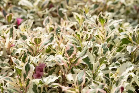 Weigela flor. 'Monet' - P9 - image 4