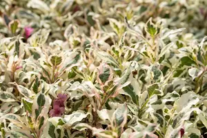 Weigela flor. 'Monet' - P9 - image 4