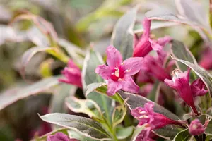 Weigela flor. 'Monet' - P9 - image 5