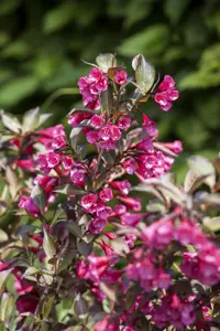 Weigela florida 'Alexandra'? - 60-80 CM RB - image 3