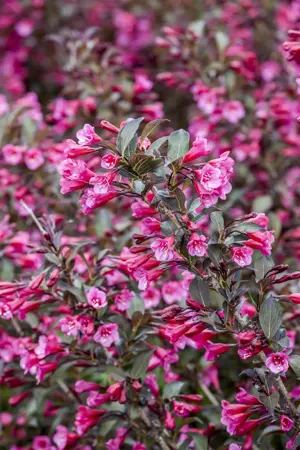 Weigela florida 'Alexandra'? - 60-80 CM RB - image 5