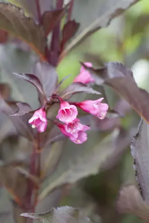Weigela florida 'Alexandra'? - 2.5 Ltr pot - image 2