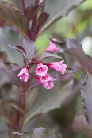 Weigela florida 'Alexandra'? - 40-60 CM C10 - image 2