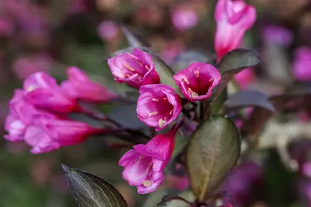 Weigela florida 'Alexandra'? - 100 CM STEM C10 - image 4