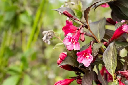Weigela florida 'Alexandra'? - 50-60 CM C7.5 - image 5