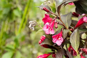 Weigela florida 'Alexandra'? - 50-60 CM C7.5 - image 5
