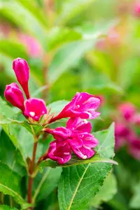 Weigela florida 'Big Love' - 30-40 CM C3 - image 2