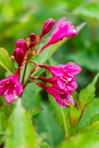 Weigela florida 'Big Love' - 30-40 CM C3 - image 4