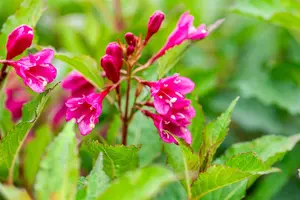 Weigela florida 'Big Love' - 30-40 CM C3 - image 3