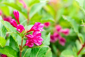 Weigela florida 'Big Love' - 40-50 CM C5 - image 1
