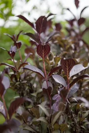 Weigela florida 'Foliis Purpureis' - 60-80 CM C7.5 - image 2