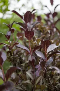 Weigela florida 'Foliis Purpureis' - 60-80 CM C7.5 - image 2