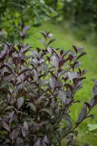 Weigela florida 'Foliis Purpureis' - 60-80 CM C7.5 - image 3