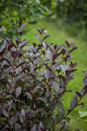 Weigela florida 'Foliis Purpureis' - 40-50 CM C10 - image 3