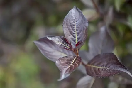 Weigela florida 'Foliis Purpureis' - 3 Ltr pot - image 1