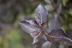 Weigela florida 'Foliis Purpureis'