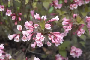 Weigela florida 'Foliis Purpureis' - 60-80 CM C7.5 - image 4