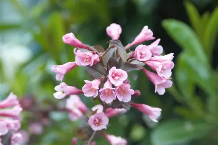 Weigela florida 'Foliis Purpureis' - 60-80 CM C7.5 - image 5