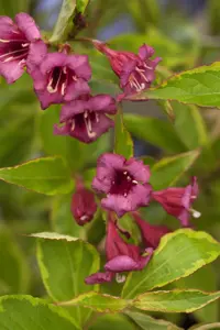 Weigela florida 'Moulin Rouge'?