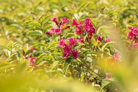 Weigela florida 'Moulin Rouge'? - 60-80 CM C10 - image 2