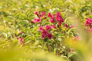 Weigela florida 'Moulin Rouge'? - 60-80 CM C10 - image 2