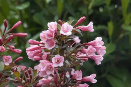 Weigela florida 'Nana Purpurea' - 40-50 CM C3 - image 2