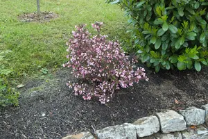 Weigela florida 'Nana Purpurea' - 40-60 CM C10 - image 3
