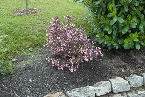 Weigela florida 'Nana Purpurea' - 60-80 CM C7.5 - image 3