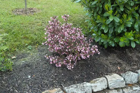 Weigela florida 'Nana Purpurea' - 40-60 CM C3 - image 3