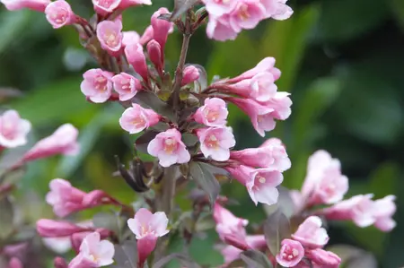 Weigela florida 'Nana Purpurea' - 40-60 CM C3 - image 4