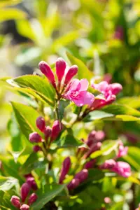 Weigela florida 'Pink Poppet' - 30-40 CM C10 - image 4
