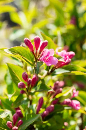 Weigela florida 'Pink Poppet' - P10.5 - image 4