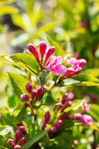 Weigela florida 'Pink Poppet' - P10.5 - image 4