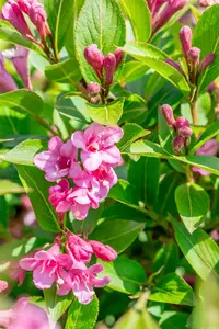 Weigela florida 'Pink Poppet' - 60-80 CM C10 - image 5