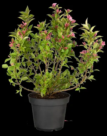 Weigela florida 'Pink Poppet' - P10.5 - image 2