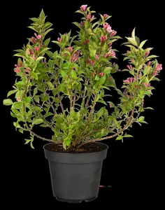 Weigela florida 'Pink Poppet' - P10.5 - image 2