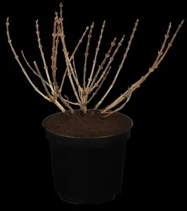 Weigela florida 'Pink Poppet' - 2 Ltr pot - image 5