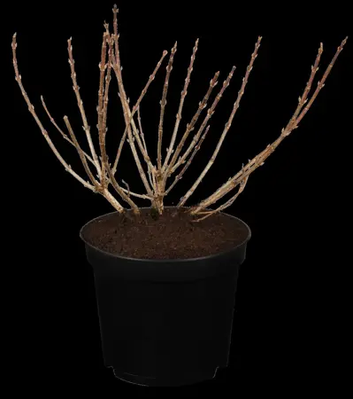Weigela florida 'Pink Poppet' - 3 Ltr pot - image 1
