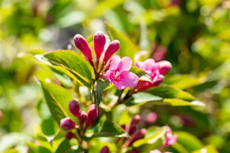 Weigela florida 'Pink Poppet' - P10.5 - image 3