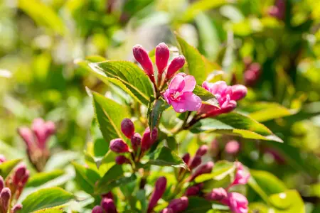 Weigela florida 'Pink Poppet' - P10.5 - image 5
