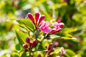 Weigela florida 'Pink Poppet' - 40-50 CM C10 - image 3