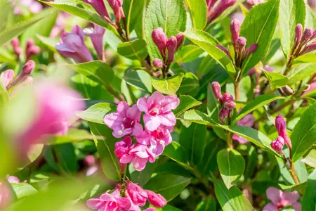 Weigela florida 'Pink Poppet' - 60-80 CM C10 - image 4