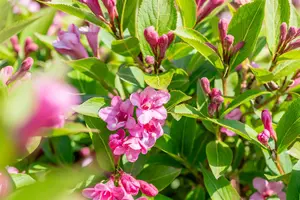 Weigela florida 'Pink Poppet' - 60-80 CM C10 - image 4