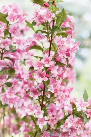 Weigela florida 'Polka' - 40-50 CM C3.5 - image 4
