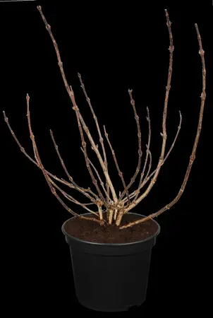 Weigela florida 'Snowflake' - 3 Ltr pot - image 1